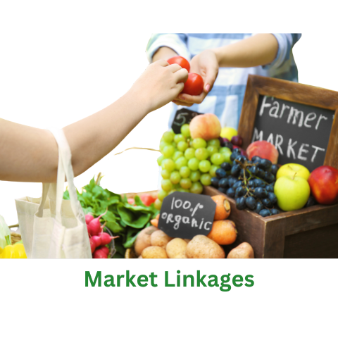 Market Linkages